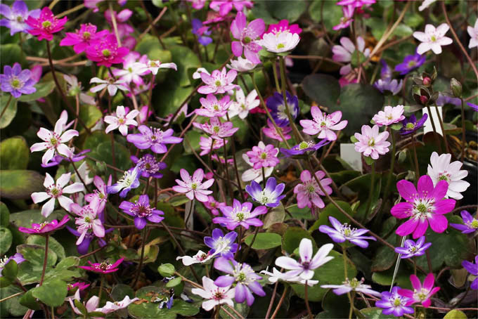 雪割草 標準花6cmポットミックス